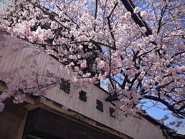 うさぎとぼく周辺の情緒あふれる桜の見どころ3選(再掲版)
