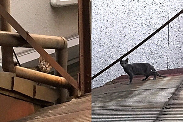 近所に暮らすノラネコの話、続き…