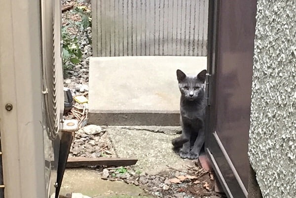 近所に暮らすノラネコの話、再び…