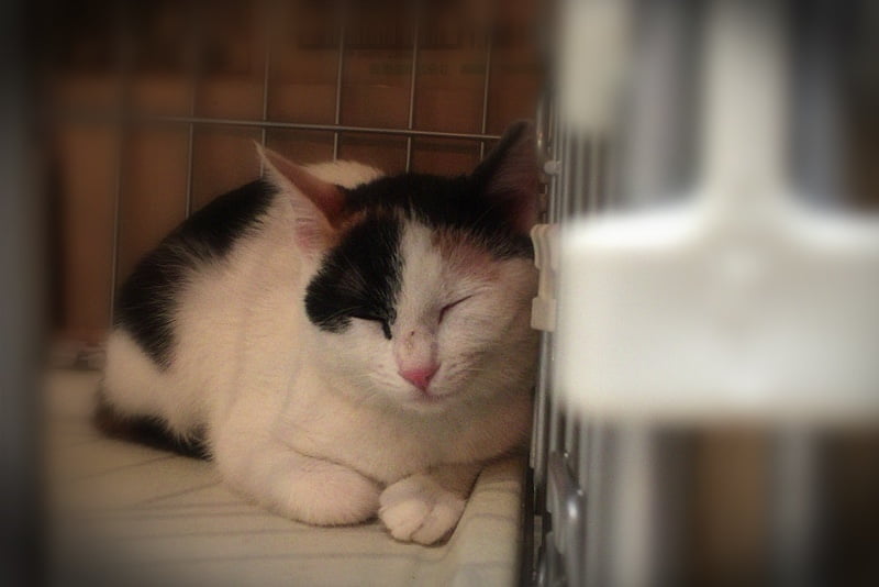 猫とコーヒーの話、雑学など…