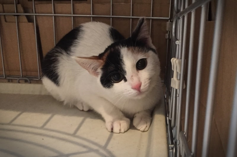久しぶりに保護した三毛猫さんの近況のお話