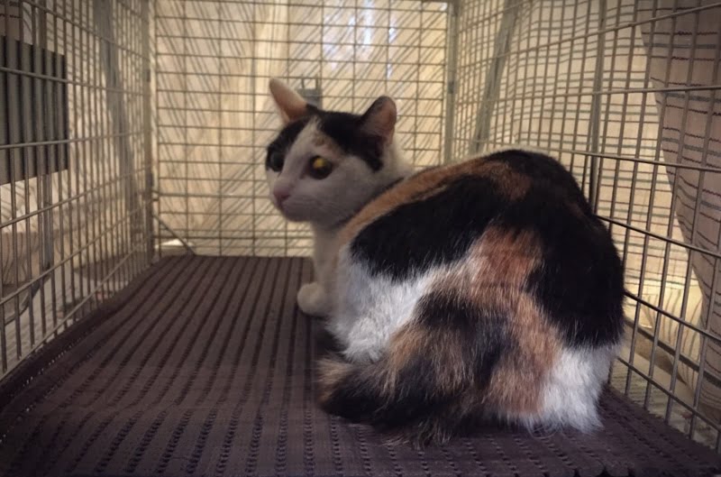うさぎとぼくと三毛猫、喫茶ご利用時のお願い