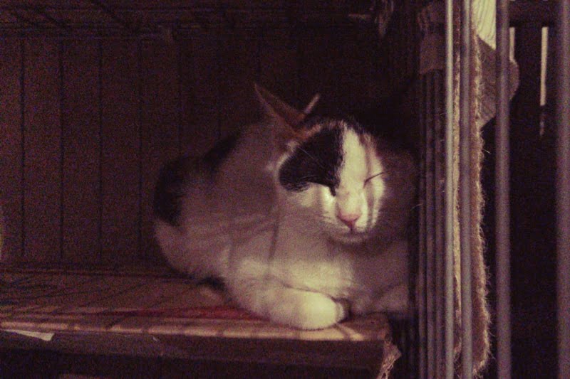 うさぎとぼくと三毛猫、お話の続き