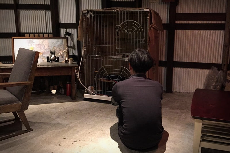 三毛猫さん、里親さん候補のお家でお試し生活へ