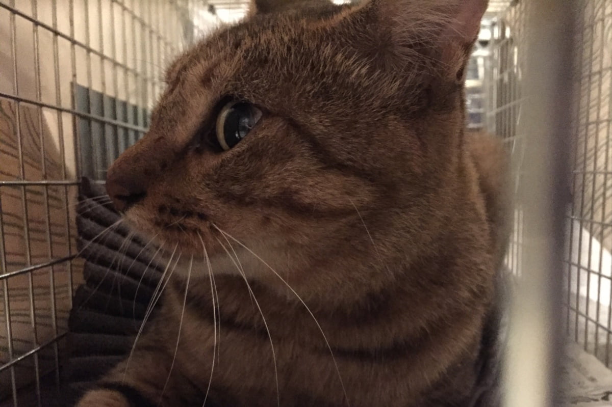 うさぎとぼくの最近のノラネコ事情、不妊手術に協力的な動物病院「げんき動物病院」さんがオープン【阿倍野・昭和町】
