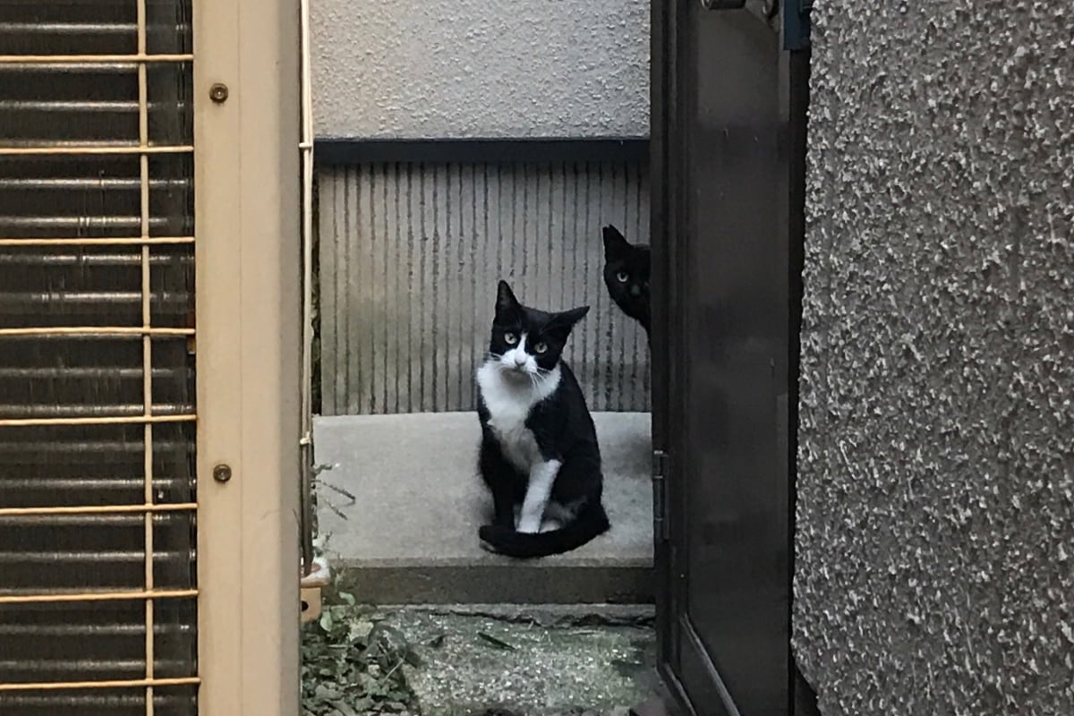 又三さんと白黒さん