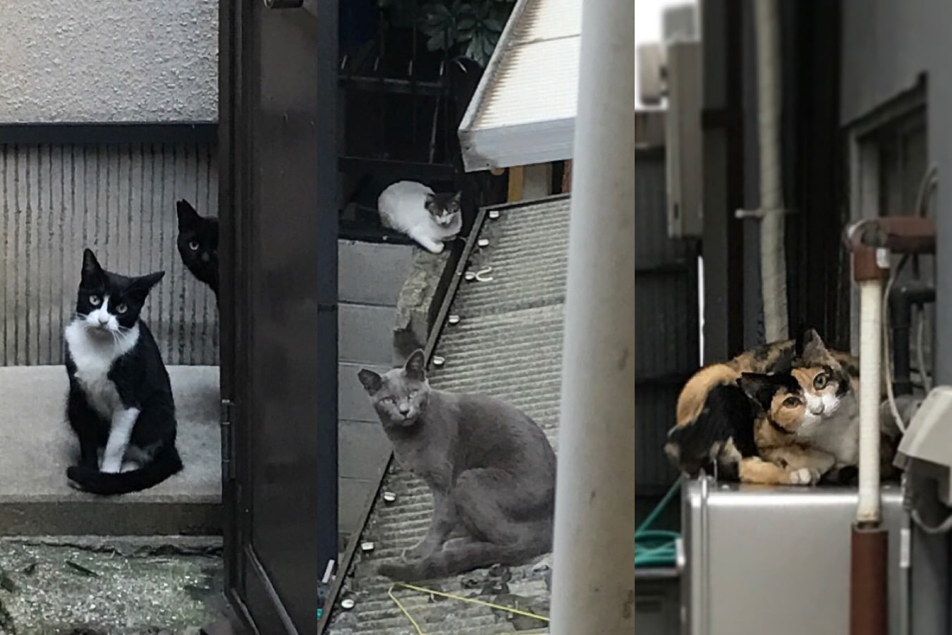 うさぎとぼく、最近のノラネコ事情 2016年10月