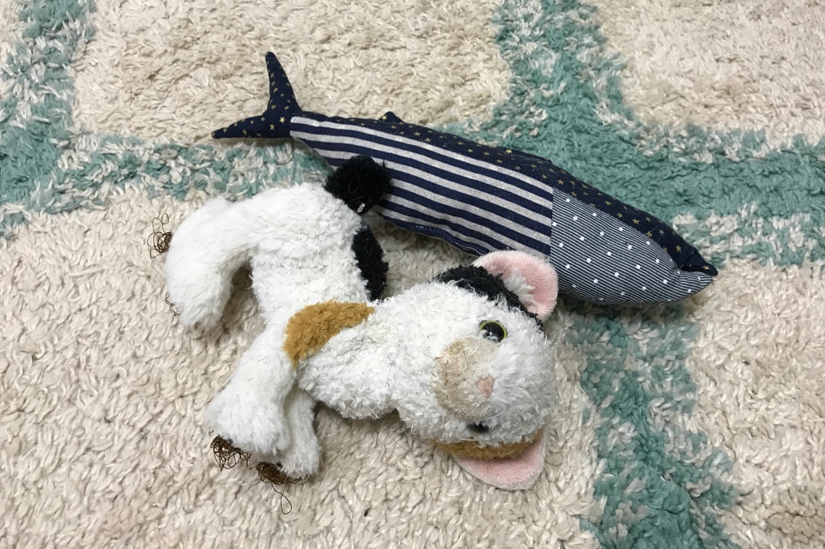 うさぎとぼくの店裏で保護した三毛猫、みねこさんの家庭訪問へ行ってきました