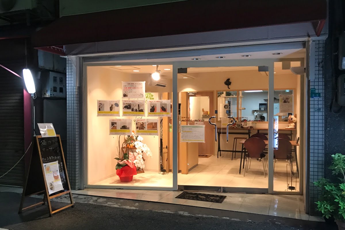昭和町にオープンした保護猫のいる猫カフェ「みーちゃ・みーちょ」さん【昭和町・新店情報】